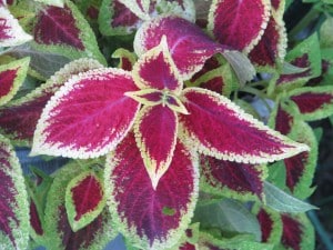 Waka Poetry - Providence Life Coaching and Spiritual Training Waka Poetry - Providence Life Coaching and Spiritual Training