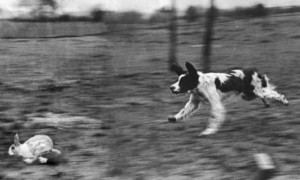 The Invisible White Rabbit - A Parable in Determination - Providence Holistic Counseling Services - dog chases a rabbit, 1948 by bert hardy
