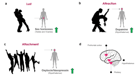Hormones In Relationships - Are You a ‘Testosterone’ or a ‘Dopamine?’ - Michael Swerdloff - Providence Holistic Counseling, Coaching and Reiki
